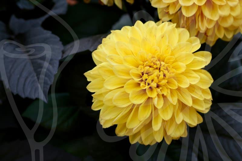 소상공인확인증의 발급 절차와 활용 방법과 사례 분석