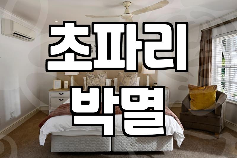 집안에 갑자기 늘어난 초파리 확실하게 퇴치하는 방법